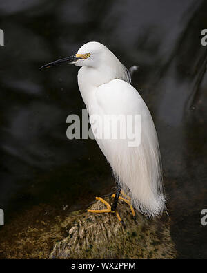 Snowy Egret Nahaufnahme mit einem schönen schwarzen Hintergrund zeigen ihre Körper, Peak, Auge, Gefieder, Füße in seine Umwelt und Umgebung. Stockfoto