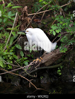 Snowy Egret barsch auf einem Zweig in seiner Umgebung und Umgebung mit einem wunderschönen Laub Hintergrund. Stockfoto