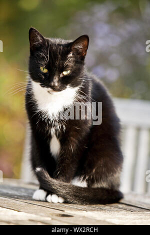 Hauskatze, Hauskatze (Felis silvestris f. catus), schwarz-weiße Katze sitzt auf einem Tisch Stockfoto