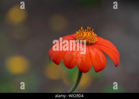 Coral red flower von Tithonia diversifolia oder Mexikanische Sonnenblume mit bumlebee auf es Stockfoto