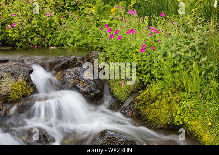 Purple Monkeyflower, lewisii Erythranthe, blühende entlang einem Nebenfluss des Cispus Fluss in die Ziege Felsen, Wüste, Gifford Pinchot National Forest Stockfoto