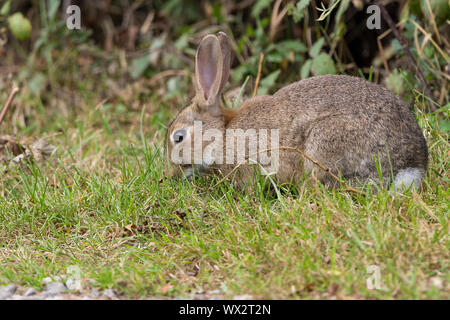 Kaninchen (Oryctolagus canniculus) grau braun Fell mit Unterseite weiß oder hellgrau lange Ohren und kleinen Wattestäbchen Schwanz. Großen, dunklen Augen lange hintere Beine. Stockfoto