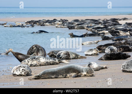 Graue Dichtungen am Strand von deutschen Insel Helgoland ruhen Stockfoto