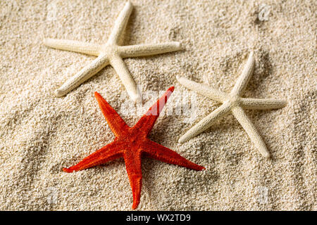 Rote und weiße Seesterne liegt in Sand am Strand Stockfoto