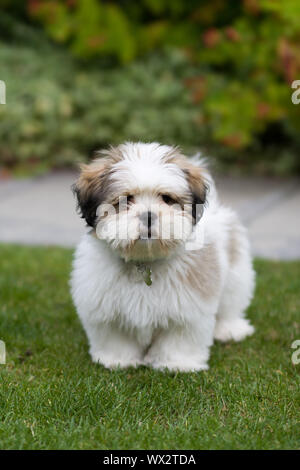 Neugierig 3 Monate alten Lhasa Apso Welpen Stockfoto