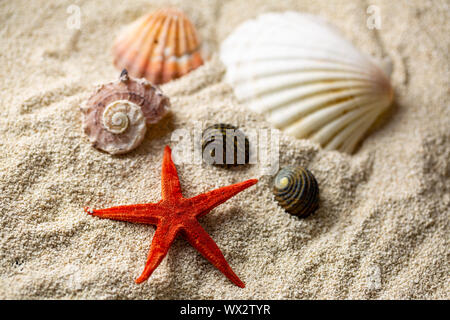 Seashell und Seestern liegt in Sand am Strand Stockfoto