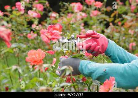 Rosa 'Alexander'. Kupplungsdrucköl Rosen mit gartenschere zu verlängern, blüht den ganzen Sommer. Stockfoto