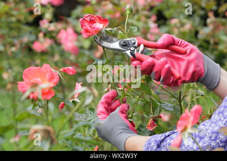 Rosa 'Alexander'. Kupplungsdrucköl Rosen mit gartenschere zu verlängern, blüht den ganzen Sommer. Stockfoto