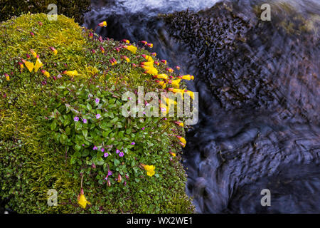 Alpine Weidenröschen, Epilobium anagallidifolium, und Subalpine Monkeyflower, Erythranthe caespitosa, blühende entlang einem Nebenfluss des Cispus Fluss in t Stockfoto