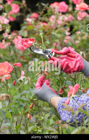 Rosa 'Alexander'. Kupplungsdrucköl Rosen mit gartenschere zu verlängern, blüht den ganzen Sommer. Stockfoto