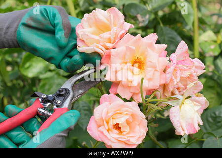 Rosa 'Neues Leben'. Kupplungsdrucköl Rosen mit gartenschere zu verlängern, blüht den ganzen Sommer. Stockfoto