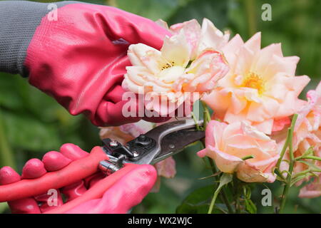 Rosa 'Neues Leben'. Kupplungsdrucköl Rosen mit gartenschere zu verlängern, blüht den ganzen Sommer. Stockfoto