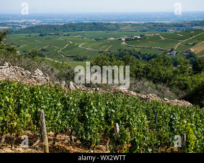 Weinberg in Solutré-Pouilly, Burgund, Saône-et-Loire, Bourgogne-Franche-Comté Region, Frankreich Stockfoto