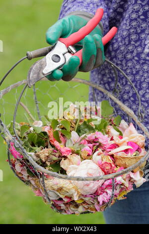 Rosa. Rose blasse Blüten, im leerrücklauf Blüte zu verlängern, in einem Drahtkorb Stockfoto