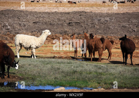 LLama trinken in eine Oase der Atacama Wüste in Chile Stockfoto