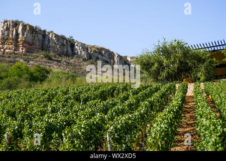 Weinberg in Solutré-Pouilly, Burgund, Saône-et-Loire, Bourgogne-Franche-Comté Region, Frankreich Stockfoto