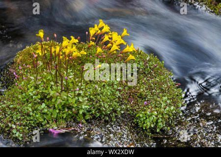 Subalpine Monkeyflower, Erythranthe caespitosa, aka großen Berg Monkey - Blume, Blühende entlang einem Nebenfluss des Cispus Fluss in die Ziege Felsen Wil Stockfoto