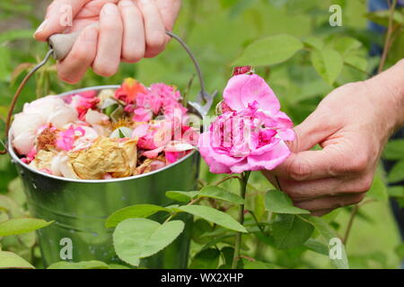 Rosa. Rose blasse Blüten blockiert sind, um die Blütezeit zu verlängern Stockfoto