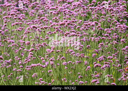 Verbena bonariensis Blüte im Spätsommer Grenze Stockfoto