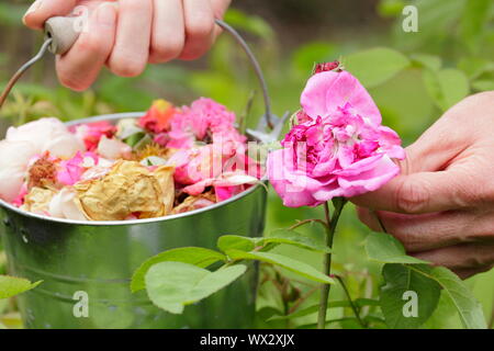 Rosa. Rose blasse Blüten blockiert sind, um die Blütezeit zu verlängern Stockfoto