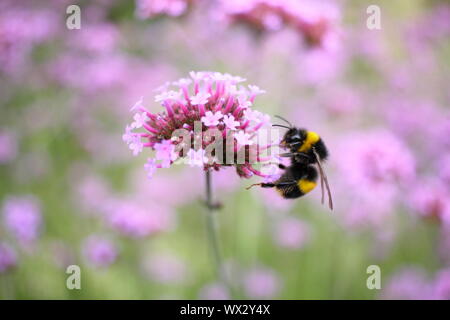 Bumble Bee Fütterung auf Verbena bonariensis im späten Sommer Garten Grenze Stockfoto