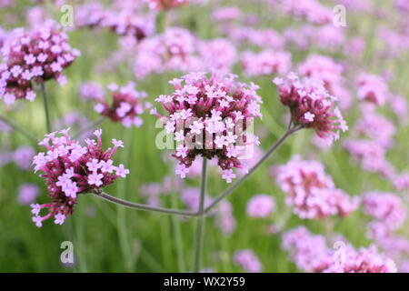 Verbena bonariensis Blüte im Spätsommer Grenze Stockfoto