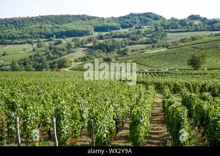 Weinberg in Solutré-Pouilly, Burgund, Saône-et-Loire, Bourgogne-Franche-Comté Region, Frankreich Stockfoto