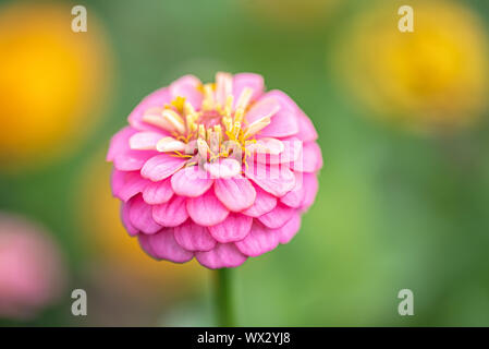 Rosa Blume von Zinnia elegans, auch als Jugend- und Alters-, gemeinsame Zinnia oder elegante Zinnia im formalen Garten genannt Stockfoto