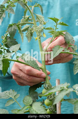 Solanum Lycopersicum. Die Quetschen die Seitentriebe auf einem Cordon gewachsen Tomatenpflanze starkes Wachstum zu fördern. Stockfoto