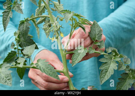 Solanum Lycopersicum. Die Quetschen die Seitentriebe auf einem Cordon gewachsen Tomatenpflanze starkes Wachstum zu fördern. Stockfoto