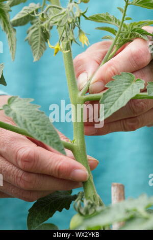 Solanum Lycopersicum. Die Quetschen die Seitentriebe auf einem Cordon gewachsen Tomatenpflanze starkes Wachstum zu fördern. Stockfoto