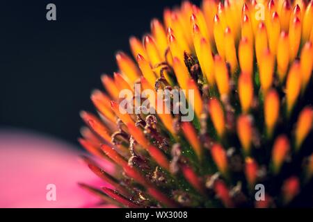 Ein Makro, Porträt einer lila Magnus superior coneflower Core mit sehr detailliert auf die Sporen und Schablonen. Die Blume ist nichts anderes als echinace bekannt Stockfoto