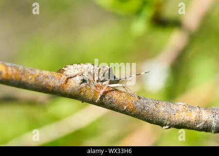 Fleckige Shieldbug (Rhaphigaster Nebulosa) auf einem weißdorn im Frühling Stockfoto