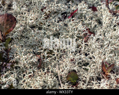 Rentier Flechten (Cladonia rangiferina). Stockfoto