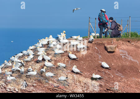 Fotografen, die Bilder von Basstölpel an deutschen Insel Helgoland Stockfoto