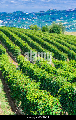 Weinberge in der Provinz von Cuneo Stockfoto