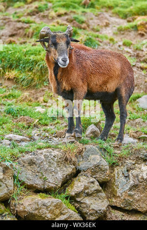 Ram auf Steine Stockfoto