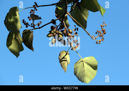 Princesstree Stockfoto