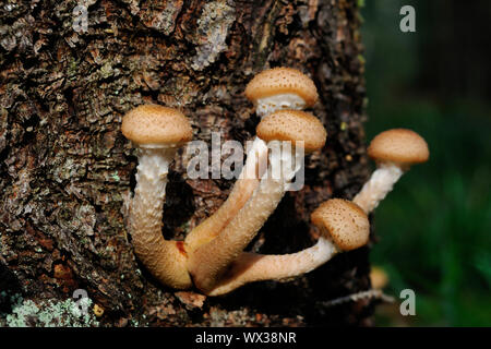 Gruppe von Honig Armillariella mellea Pilze (lat.) wächst auf Tannen Puumala, Finnland Stockfoto