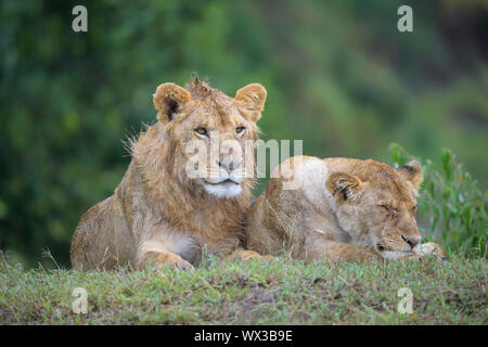 Afrikanischer Löwe Panthera leo, junge Paar lügen, Masai Mara National Reserve, Kenia, Afrika Stockfoto