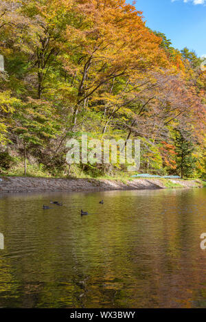 Geibi Schlucht (Geibikei) Herbstlaub Landschaft in sonniger Tag. Viele wilde Enten in der Schlucht und Sie scharen sich um auf der Suche nach Essen Stockfoto