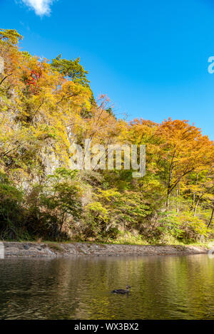 Geibi Schlucht (Geibikei) Herbstlaub Landschaft in sonniger Tag. Viele wilde Enten in der Schlucht und Sie scharen sich um auf der Suche nach Essen Stockfoto