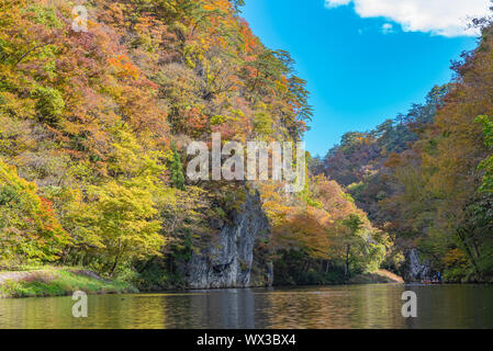 Geibi Schlucht (Geibikei) Herbstlaub Landschaft in sonniger Tag. Viele wilde Enten in der Schlucht und Sie scharen sich um auf der Suche nach Essen Stockfoto