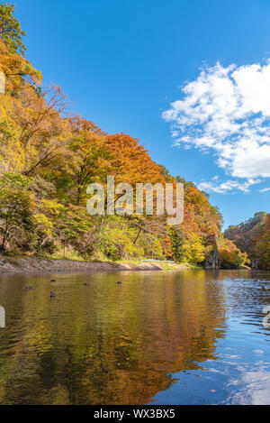 Geibi Schlucht (Geibikei) Herbstlaub Landschaft in sonniger Tag. Viele wilde Enten in der Schlucht und Sie scharen sich um auf der Suche nach Essen Stockfoto