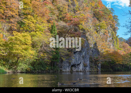 Geibi Schlucht (Geibikei) Herbstlaub Landschaft in sonniger Tag. Viele wilde Enten in der Schlucht und Sie scharen sich um auf der Suche nach Essen Stockfoto