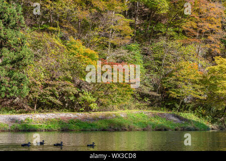 Geibi Schlucht (Geibikei) Herbstlaub Landschaft in sonniger Tag. Viele wilde Enten in der Schlucht und Sie scharen sich um auf der Suche nach Essen Stockfoto