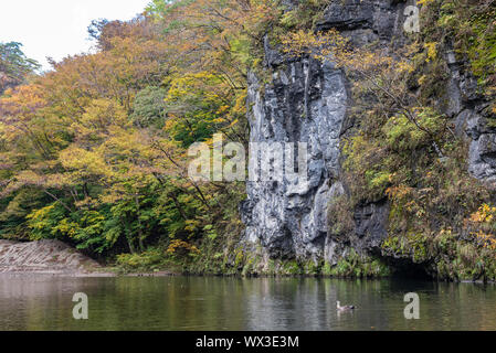 Geibi Schlucht (Geibikei) Herbstlaub Landschaft in sonniger Tag. Viele wilde Enten in der Schlucht und Sie scharen sich um auf der Suche nach Essen Stockfoto