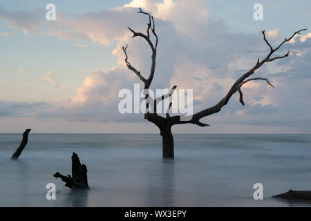 Boneyard Beach in South Carolina Stockfoto