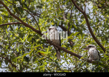 Ein paar lachende Kookaburras, Queensland, Australien Stockfoto