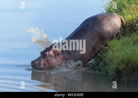 Hippopotamus amphibius, Hippopatamus, in Wasser, Masai Mara National Reserve, Kenia, Afrika Stockfoto